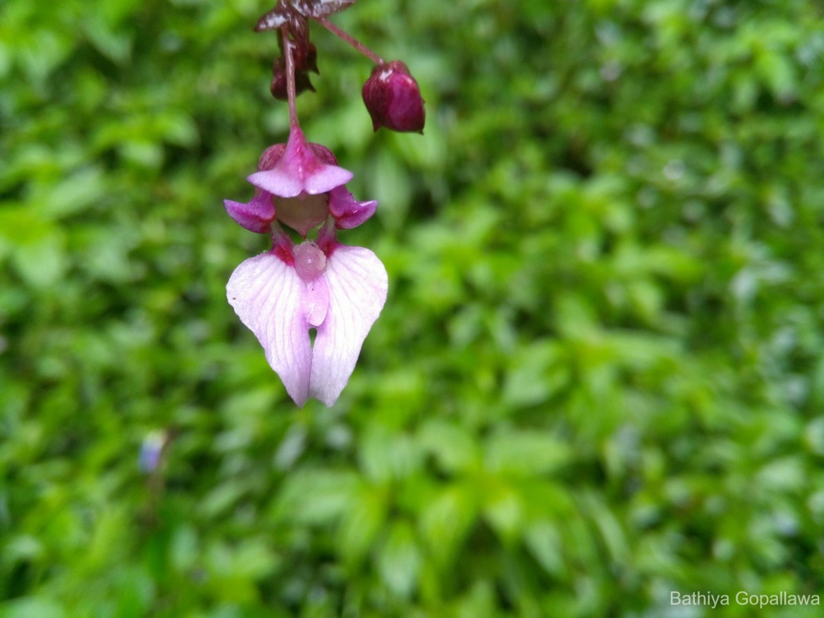 Impatiens ciliifolia subsp. ciliifolia